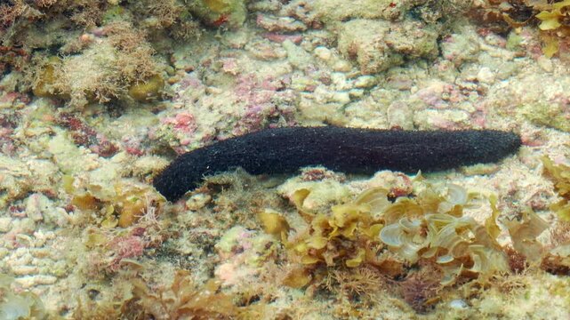 Black Sea Cucumber Crawling Across Shallow Rocky Seafloor