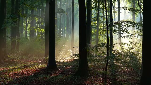 morning in the forest	