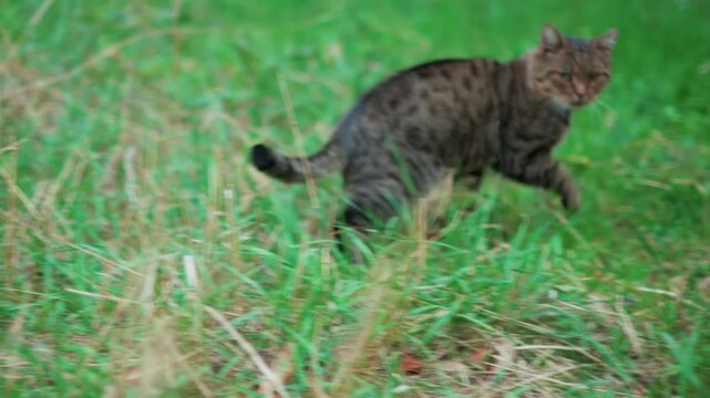 Tabby cat crouching and jumping in lush green grass in outdoor garden setting.