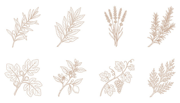Mediterranean herb and fruit branch set featuring olives lavender and grapes as vector illustration.