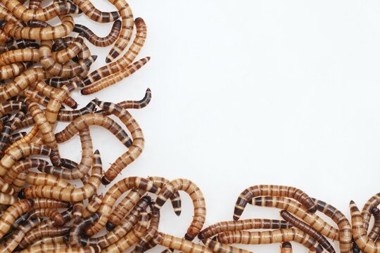 Zophobas morio or Tenebrio atratus  known by the common name superworm, kingworm or barley worm. Superworms good for feeding animals  on white.