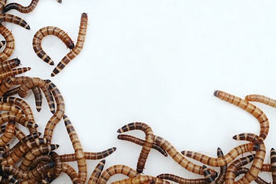 Zophobas morio or Tenebrio atratus  known by the common name superworm, kingworm or barley worm. Superworms good for feeding animals  on white.
