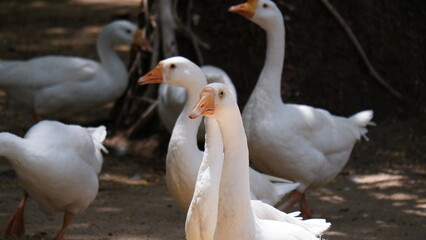 White Geese in the zoo © Rohit