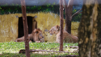 A lioness lying on grass with a lion in the background © Rohit