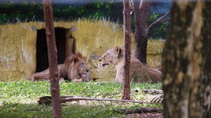 A lioness lying on grass with a lion in the background © Rohit