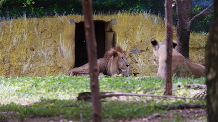 A lion lying on grass with lioness in the foreground © Rohit