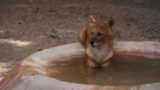 Asiatic Wild Dog with its front legs in water
