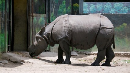 Indian Rhinoceros eating in the Zoo © Rohit