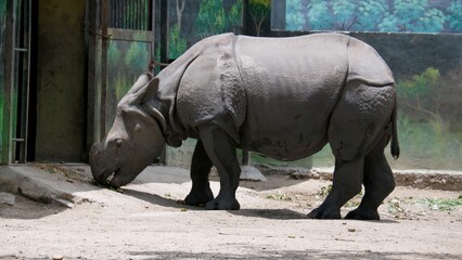 Indian Rhinoceros eating in the Zoo © Rohit