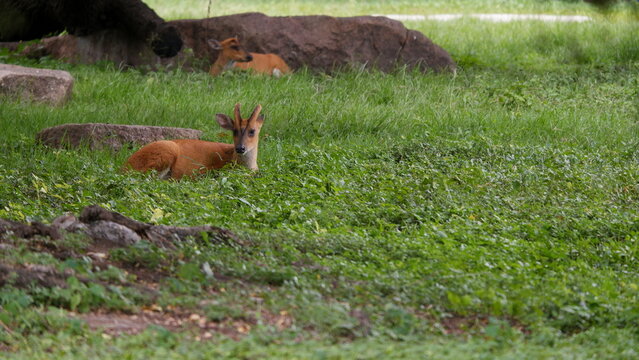 Indian Muntjac sitting on Grass