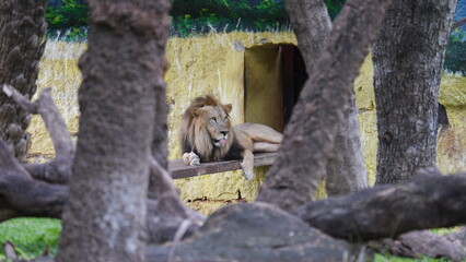 Lion in the Zoo © Rohit