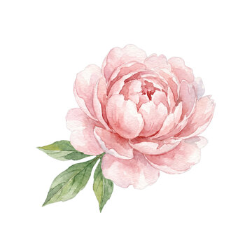 Watercolor Blush Peony with Green Leaves Isolated - Vintage Botanical Flower for Wedding Invitation