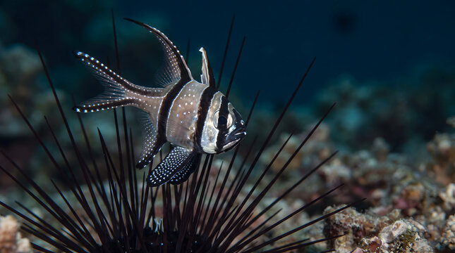 Banggai cardinalfish hovering near long-spined sea urchin underwater