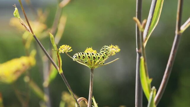 Tokyo, Japan - August 19, 2026: Closeup of Swallowtail butterfly or Papilio machaon caterpillar in 5th instar stage
