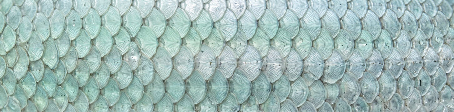 Abstract close-up texture of shimmering fish scales with a soft, pastel color palette, evoking a sense of fluidity and natural beauty