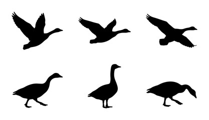 Naklejka premium Six Silhouette Goose Poses, Flying and Walking Vector Icons. Wild Bird Graphics for Nature and Wildlife Designs. Black and White Animal Illustrations.