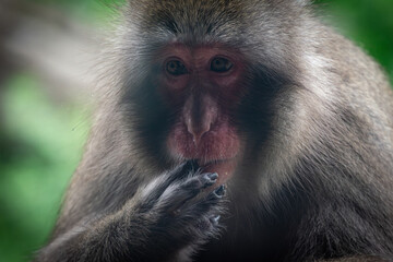 Obraz premium Japanese Macaque