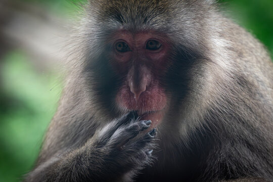 Japanese Macaque