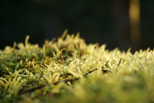 Macro of moss sporophytes