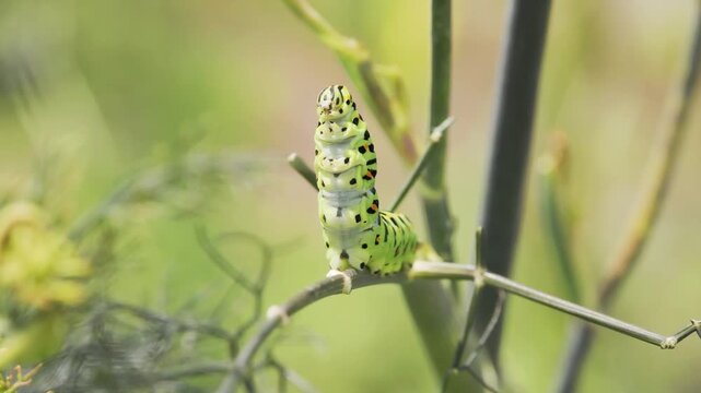 Tokyo, Japan - August 19, 2026: Closeup of Swallowtail butterfly or Papilio machaon caterpillar in 5th instar stage