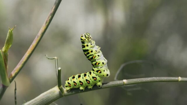 Tokyo, Japan - August 19, 2026: Closeup of Swallowtail butterfly or Papilio machaon caterpillar in 5th instar stage