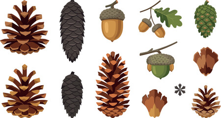 Pinecones and Acorns Autumn Vector Element Set with Conifer Cones, Oak Nuts, and Seed Pods for Thanksgiving and Fall Forest Graphic Designs © EdGe Creative