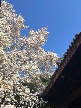 cherry blossom tree