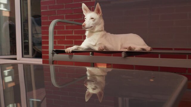 Medium shot of a white podenco mix dog lying comfortably on an outdoor bench with pointed ears erect, reflecting clearly on a glass patio table against a red brick wall background.