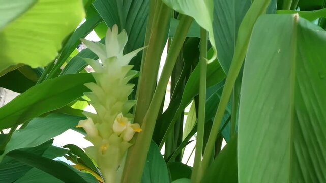 A fixed full HD video showcasing a complete turmeric flower inflorescence blooming outdoors, surrounded by its dense green stems and large tropical leaves in a garden.