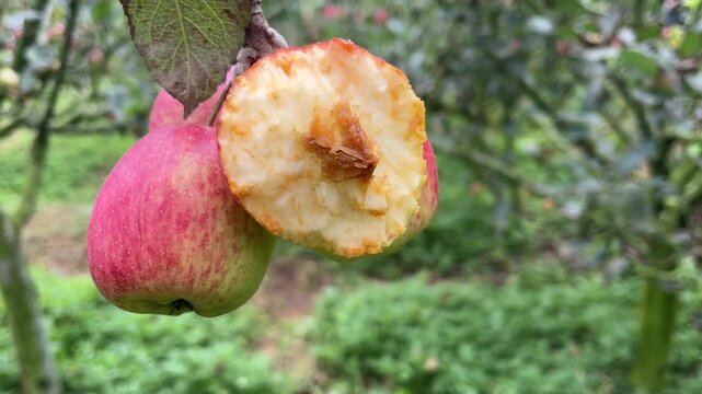 Close up shot of a fresh red apple on a tree branch with a bite taken out of it by a visitor at an agritourism orchard.