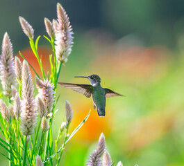 Fototapeta premium close up on flying ruby throated hummingbird above flower