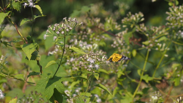 Beautiful Yellow False Tiger Moth Insect Feeding on Flowers in Garden