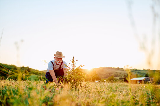 Experienced man planting a young seedling in nature, contributing to reforestation and sustainability during golden hour
