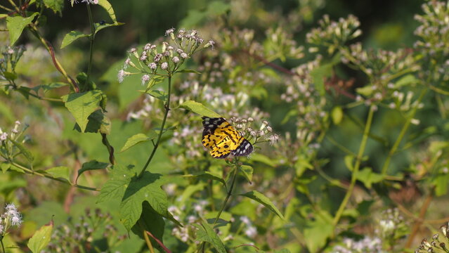 Beautiful Yellow False Tiger Moth Insect Feeding on Flowers in Garden