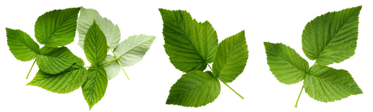green fresh organic raspberry leaves isolated on white background