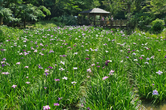 公園の菖蒲園