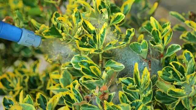 integrated pest management.gardener spraying a Euonymus fortunei shrub affected by leaf-eating caterpillars and dense silk webbing. 4k footage