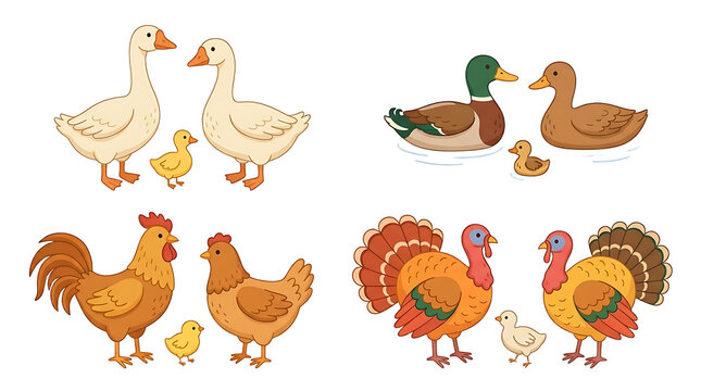 Farm bird family collection, cartoon poultry set with chickens, ducks, geese and turkeys, flat livestock illustrations for children