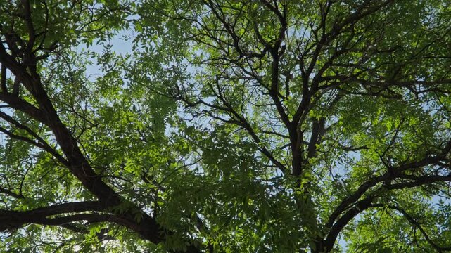 Sunlight streams through the leaves of the large tree