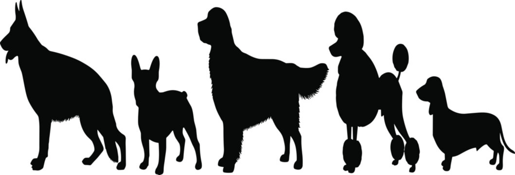 Black silhouette of a wolf pack running in a line on a white background line formation