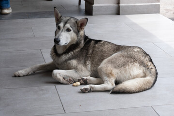 An alert grey and white dog rests calmly on a light grey tiled floor, observing its surroundings in Tlajomulco, Jalisco, Mexico. © Enrique