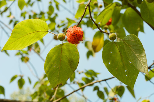 A macro shot captures a cluster of small berries, one vibrant red and others green, nestled among lush leaves against a clear blue sky. The scene highlights the natural beauty and tranquility of the
