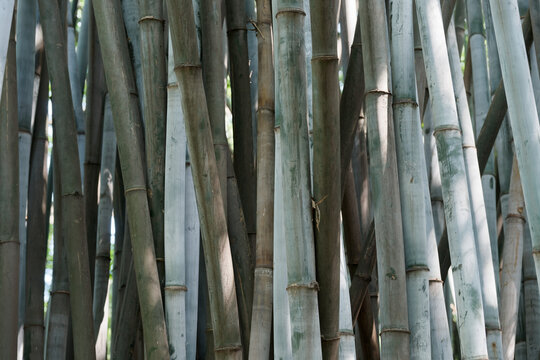 A detailed close-up of dense, vertically growing bamboo stalks showcasing natural textures and organic patterns. The scene captures a tranquil, zen-like atmosphere within a lush park setting.
