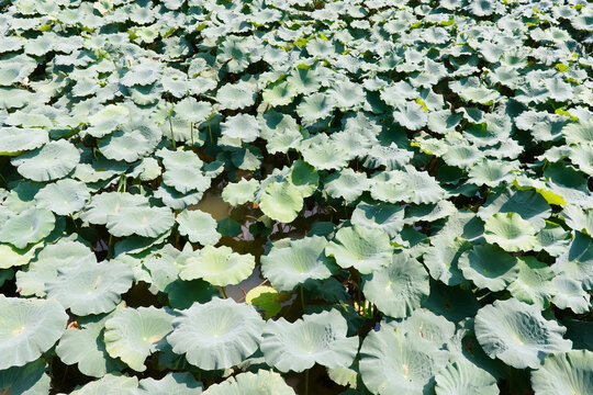 A high-angle view captures a dense expanse of green lotus leaves floating on the water surface under bright summer light. The scene conveys a tranquil and organic atmosphere within the Sichuan