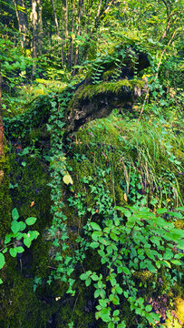 Vertical photo of a mossy decaying log in a forest. Ivy vines climbing on a rotten tree stump. Lush green woodland floor with saplings and dappled sunlight