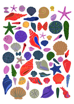 Colorful Assortment of Seashells and Starfish, Ocean Life Collection
