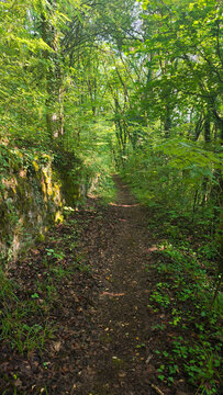 Narrow dirt path through a lush green forest. Vertical photo of a woodland trail with mossy stone wall and dappled sunlight.