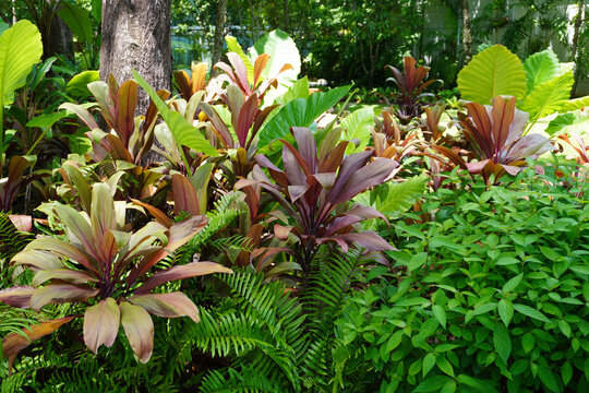 Tropical Garden Ideas : Create a low-maintenance paradise with a vibrant mix of colorful foliage. This layout features striking Ti Plant (Cordyline fruticosa), lucky Aglaonema, bold Elephant Ear (Aloc