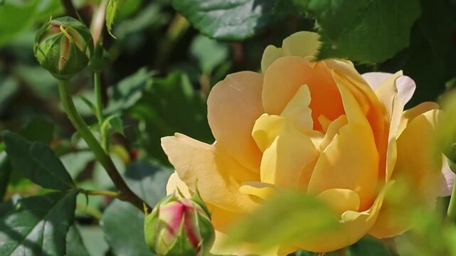 Close up of a vibrant yellow rose in full bloom surrounded by lush green foliage and unbloomed buds in a sunlit garden