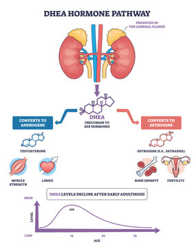 DHEA hormone pathway shows how adrenal glands produce DHEA molecule that converts to androgens and estrogens, impacting muscle, bone, and fertility. Outline diagram